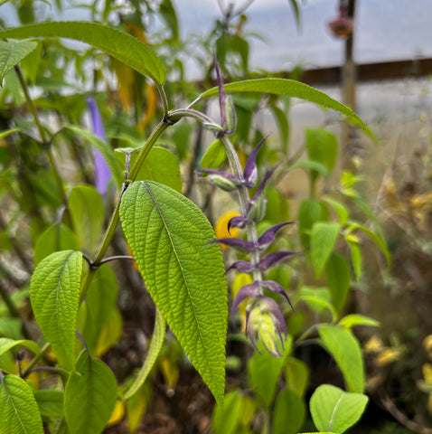 Salvia 'Waverly'