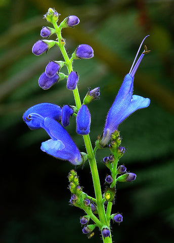 Salvia cacaliifolia