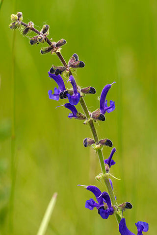 Salvia pratensis aka Meadow Sage