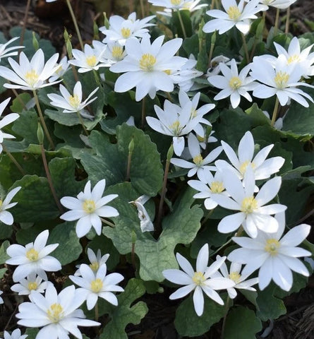 Sanguinaria canadensis