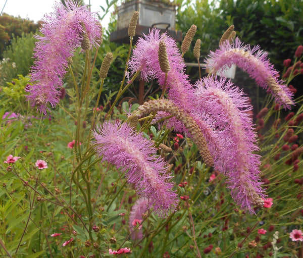 Sanguisorba hakusanensis 'Lilac Squirrel'