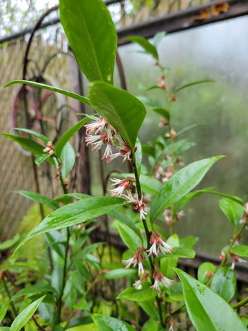 Sarcococca orientalis (aka Chinese Sweetbox)