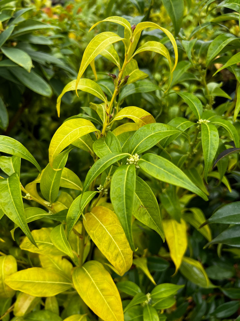 Sarcococca wallichii aka himalayan sweet box plant lust