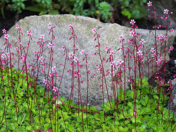 Saxifraga x 'Primuloides'