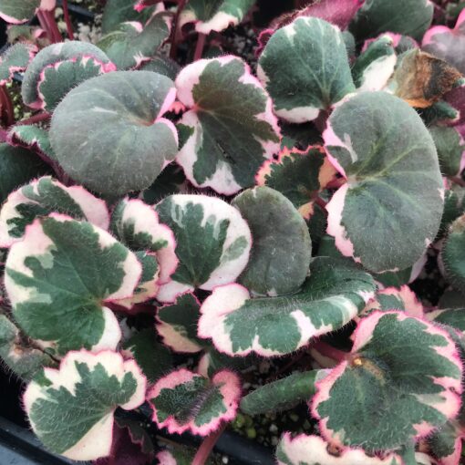 Saxifraga stolonifera 'Tricolor'