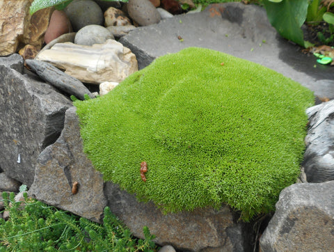 Scleranthus uniflorus - New Zealand Moss