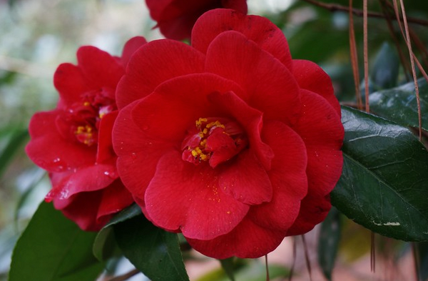 Camellia japonica 'Rosehill Red'