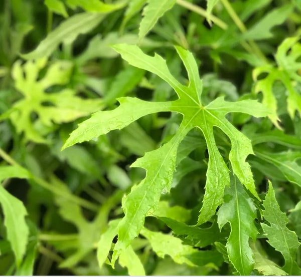 Fatsia polycarpa [Needham's seedlings]