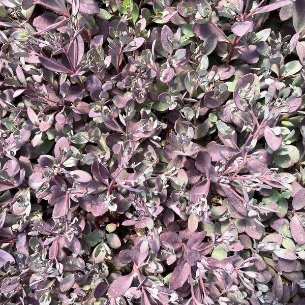 Sedum SunSparkler® 'Plum Dazzled' PP30348 (aka Stonecrop)