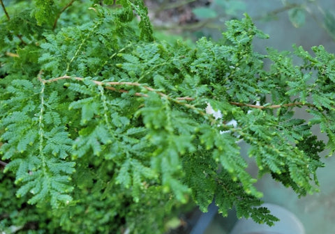 Selaginella moellendorffii - Spikemoss