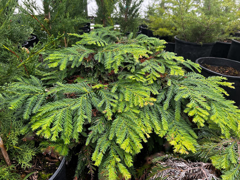 Sequoia sempervirens 'Kelly's Prostrate'