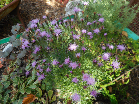 Serratula seoanei