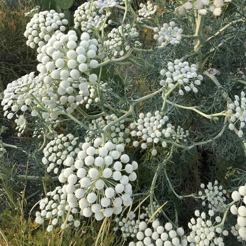 Seseli Seseli gummiferum (aka Moon Carrot) – plant lust