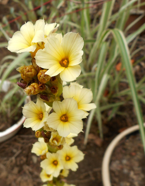 Sisyrinchium striatum 'Aunt May'