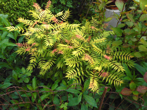 Sorbaria sorbifolia - Ash Leaf False Spirea