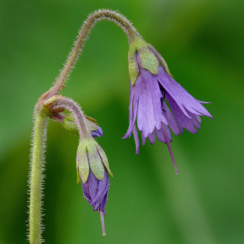 Soldanella villosa