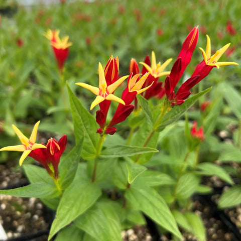 Spigelia marilandica 'Little Redhead' (aka Little Redhead Indian Pinks)