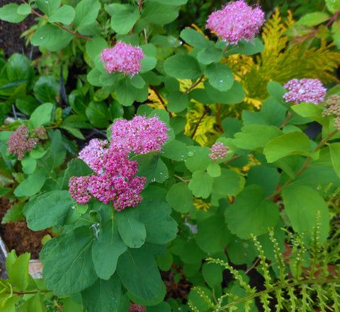 Spiraea densiflora