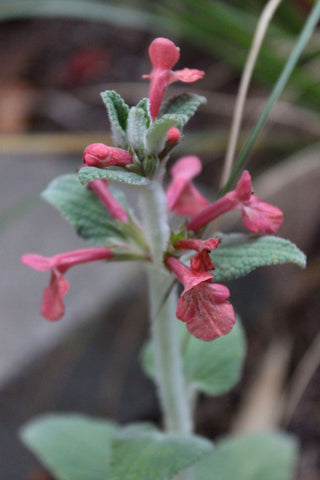 Stachys albotomentosa 'Hidalgo'
