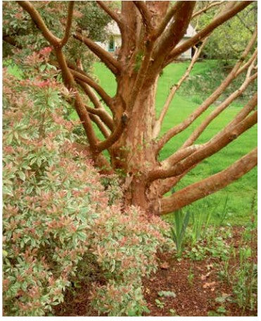 Stewartia monadelpha