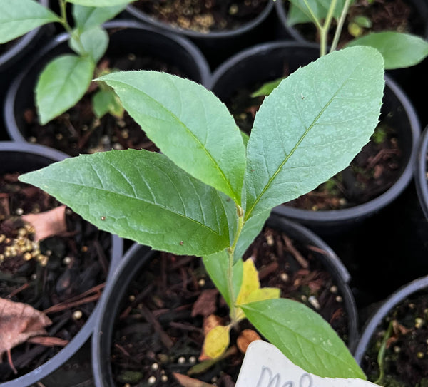 Stewartia malacodendron