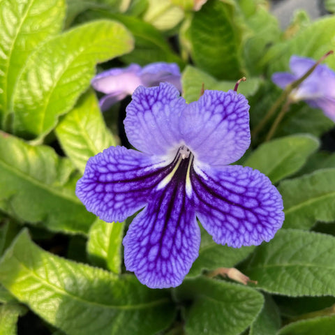 Streptocarpus 'Blue Network'