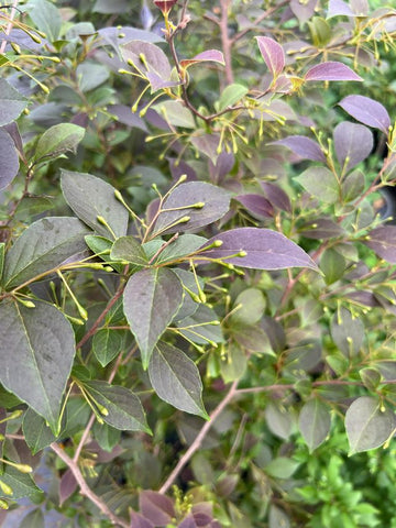 Styrax japonica 'Evening Light'