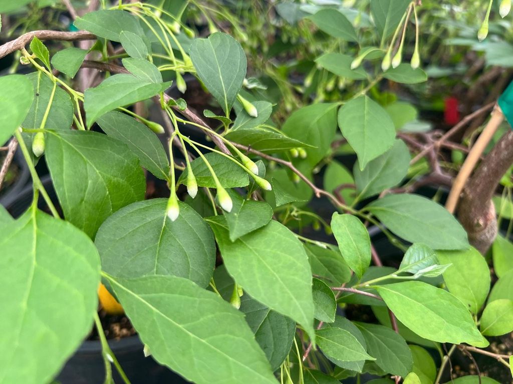 Styrax japonica 'Fragrant Fountain' – plant lust