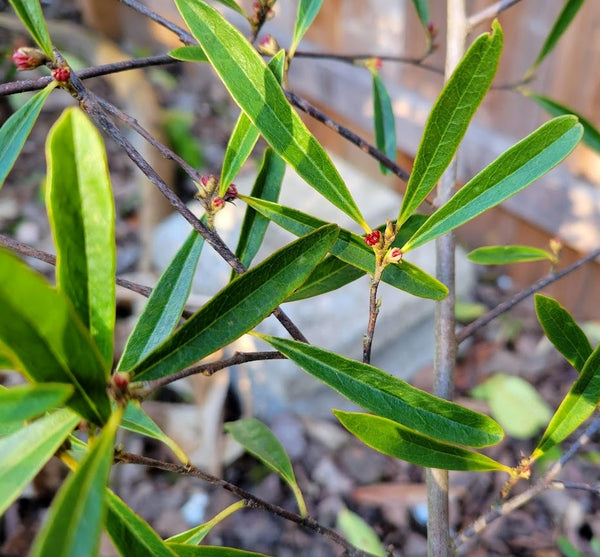 Sycopsis sinensis [Narrow Leaf]