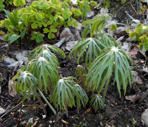 Syneilesis palmata