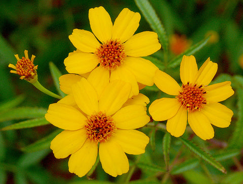Tagetes lemmonii