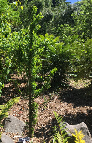 Taxodium distichum 'Peve Minaret' (Bald Cypress)