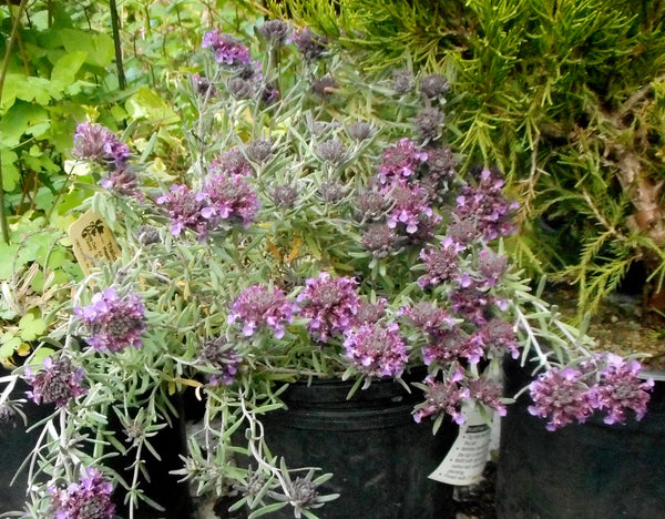 Teucrium aroanium aka Creeping Gray Germander