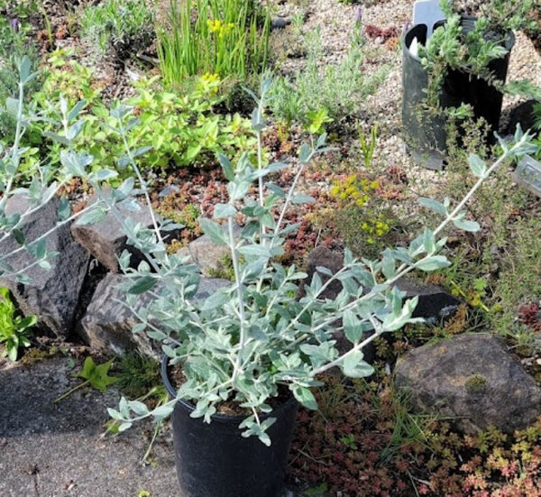 Teucrium fruticans 'Azureum'