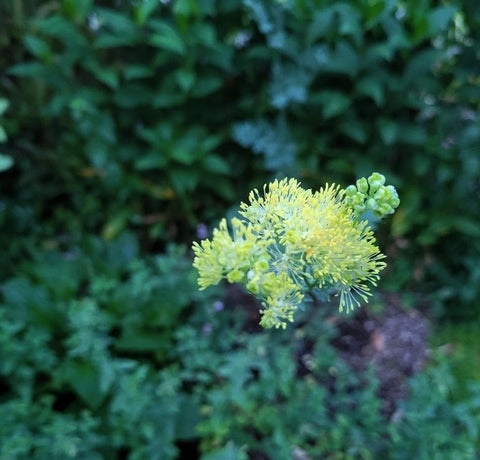 Thalictrum flavum ssp. glaucum