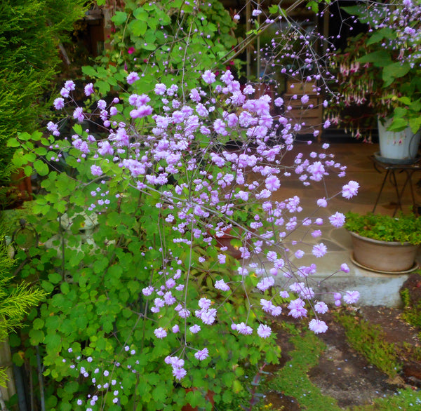 Thalictrum delavayi 'Hewitt's Double'