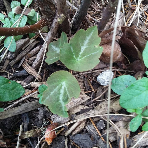 Thalictrum ichangense [seedlings]