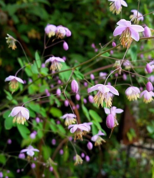 Thalictrum rochebrunianum