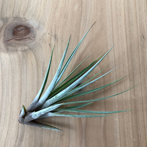 Air Plant - Tillandsia fasciculata tricolor