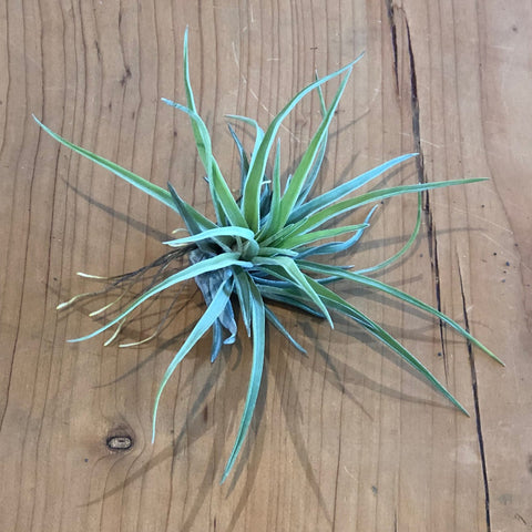 Air Plant - Tillandsia brachycaulos v. abdita
