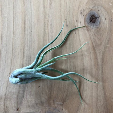 Air Plant - Tillandsia caput-medusae