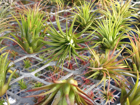 Air Plant - Tillandsia ionantha
