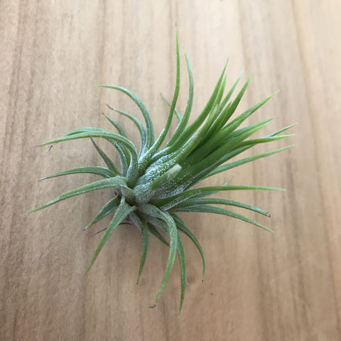 Air Plant - Tillandsia ionantha 'Fuego'