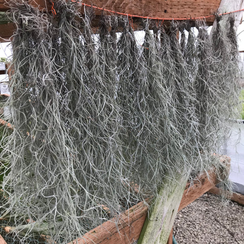 Air Plant - Tillandsia usneoides - Spanish Moss