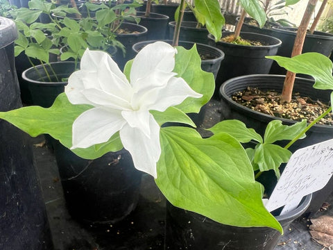 Trillium grandiflorum 'Flora Pleno'