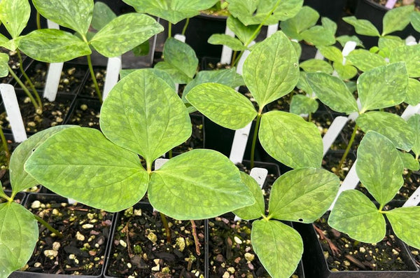 Trillium kurabayashii