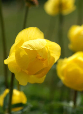 Trollius x cultorum 'Superbus'