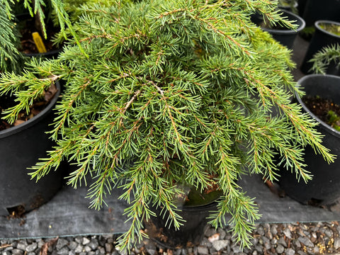 Tsuga mertensiana 'Elizabeth'