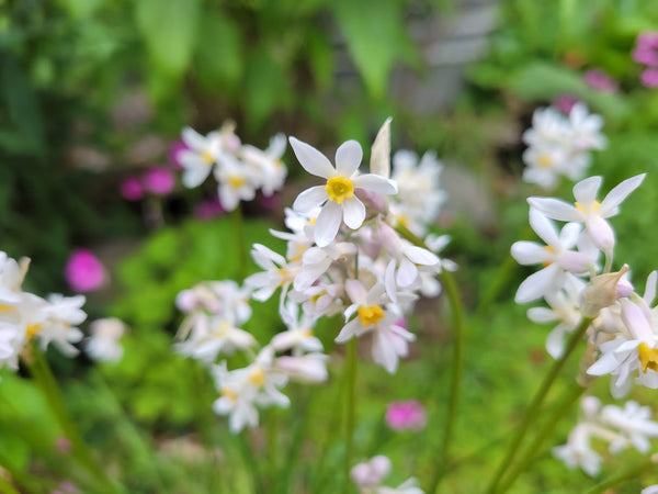 Tulbaghia natalensis