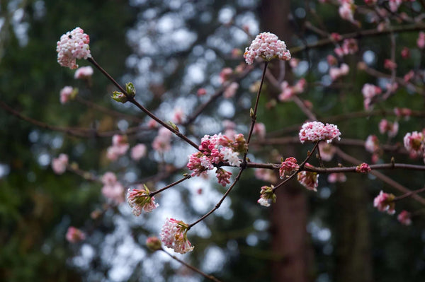 Viburnum x bodnantense 'Pink Dawn'